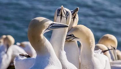 99贵宾会平台-挪威代表团前瞻:“多金王”领衔 目标再创辉煌