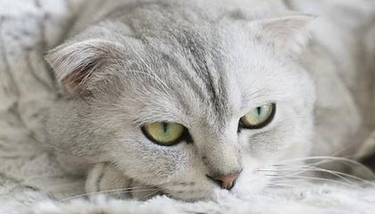 99贵宾会-乔治空砍36分约基奇22+12 默里45+8掘金险胜爵士